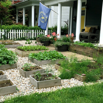 Eat your yard... Front yard urban farming